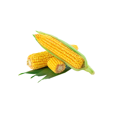 Ripe fresh corn